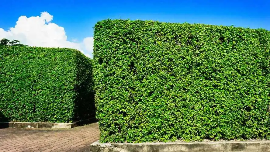 植物园绿化工程有哪些