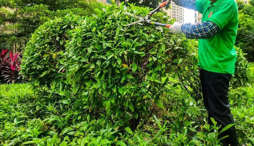 新疆哪里绿化工程多一点
