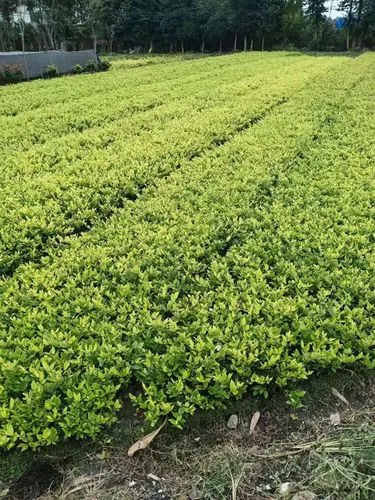 大型园林景观设计实景